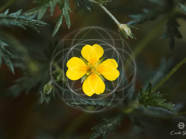 Sacred Geometry in healing plants