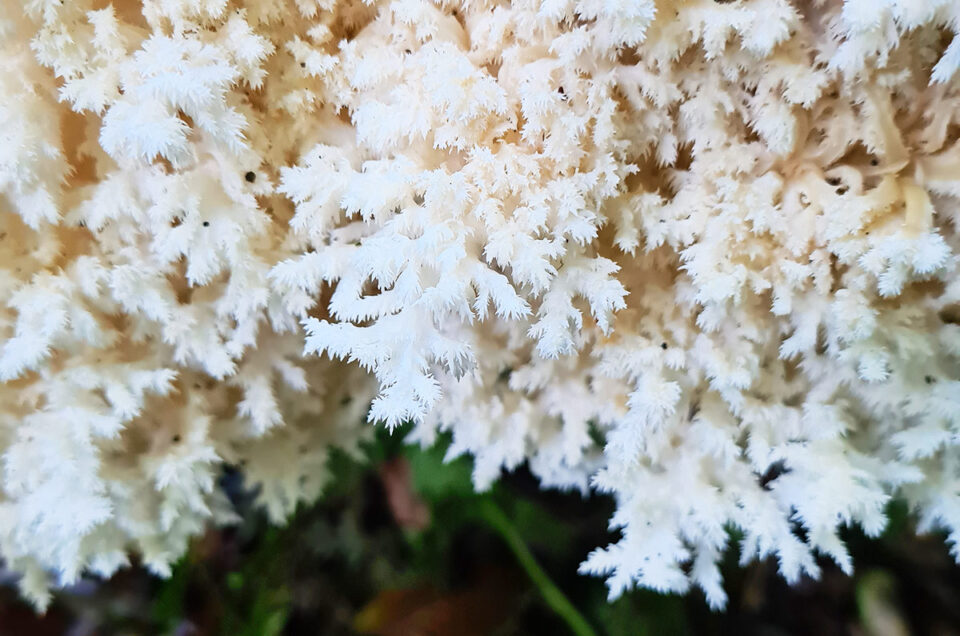 Hericium coralloides & erinaceus